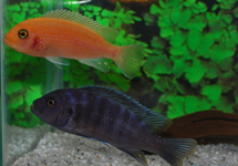 ZEBRA MBUNA RED + BLUE