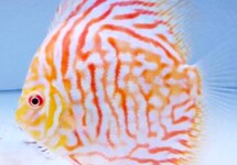 DISCUS WHITE TIGER