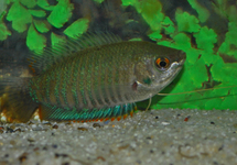 GOURAMI BARIOLÉ