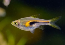 RASBORA HENGELI