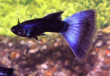 GUPPY MOSCOW BLUE MALE