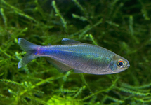 BLUE TETRA