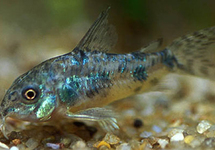 CORYDORAS MARBRÉ