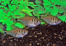 TETRA ARGENTEUS