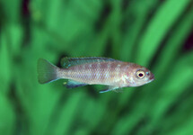 MALAWI CICHLID FLAVUS
