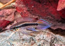 TORPEDO DWERGCICHLIDE