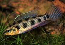 Other Dwarf Cichlids