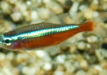 CARDINAL TETRA