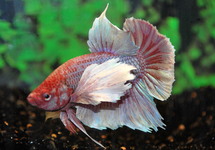 BETTA DUMBO EAR MALE