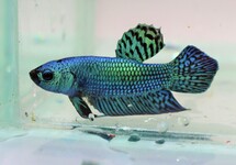 BETTA PLAKAT ALIEN GREEN MALE