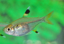 X-RAY TETRA