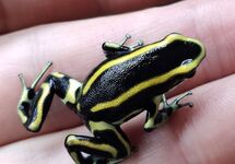 DENDROBATE JAUNE RAYÉ