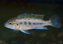 MALAWI CICHLID WILLIAMSI BLUE LIPS