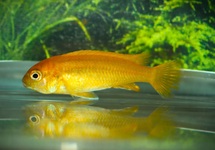MALAWI CICHLIDE JOHANNII METANGULA F1