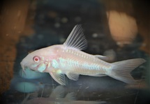 CORYDORAS MARBRÉ ALBINO