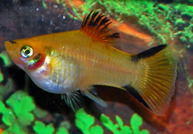 PLATY JAUNE VICTORY