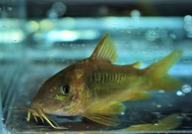 CORYDORAS VERT DORÉ