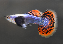 GUPPY DUMBO EAR BLUE MOSAIC MALE