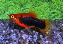 PLATY ROOD TUXEDO