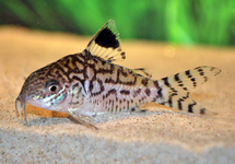 CORYDORAS RÉTICULÉ