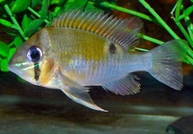 CUPID CICHLID