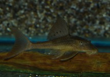 HYPOSTOMUS BASILISKO 