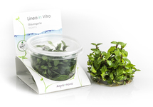 Staurogyne repens - In Vitro Cup