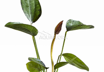 Echinodorus 'Indian Red' - PE