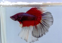 BETTA HALF MOON BUTTERFLY MALE