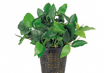 XL planten pot 9cm