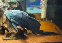 L090 PAPA PLECO SHOW