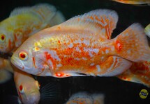 PAUWOOGCICHLIDE ALBINO