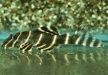 L204 FLASH PLECO