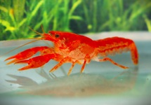 ORANJE DWERGKREEFT CPO