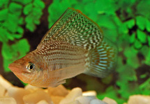 SAILFIN MOLLY