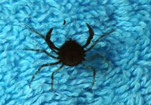 INDO MICRO KRAB