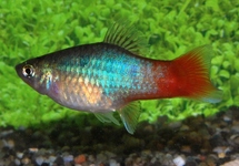 PLATY BLUE REDTAIL