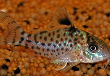 CORYDORAS À NAGEOIRES NOIRES