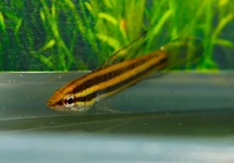PRACHTGOERAMI JULINAE