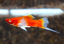 ZWAARDDRAGER ROOD/WIT