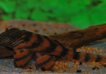 L397 TANGERINE TIGER PLECO