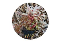 Alternanthera reineckii mini in pot (p5)