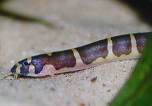 KUHLI LOACH