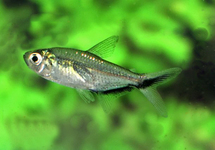 BLACKLINE-TAIL TETRA