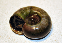 GREAT RAMSHORNSNAIL