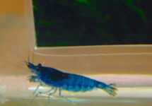 NEOCARIDINA DAVIDI BLUE L