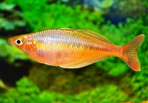 BLEHER'S REGENBOOGVIS