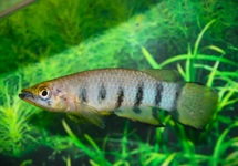 REDCHIN PANCHAX