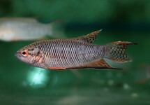 BLACK PARADISEFISH