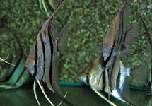 ANGELFISH PERU RED SPOTTED